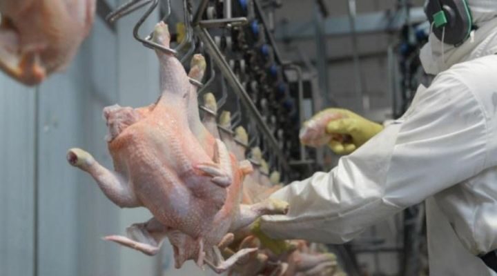 Desplome histórico de consumo: Argentinos comen ahora más pollo que carne vacuna 1 Pollo