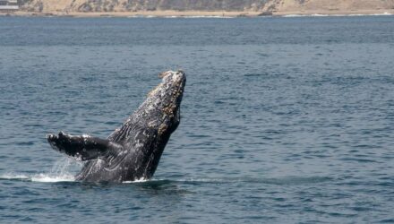Ballena