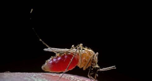 Virus Oropouche