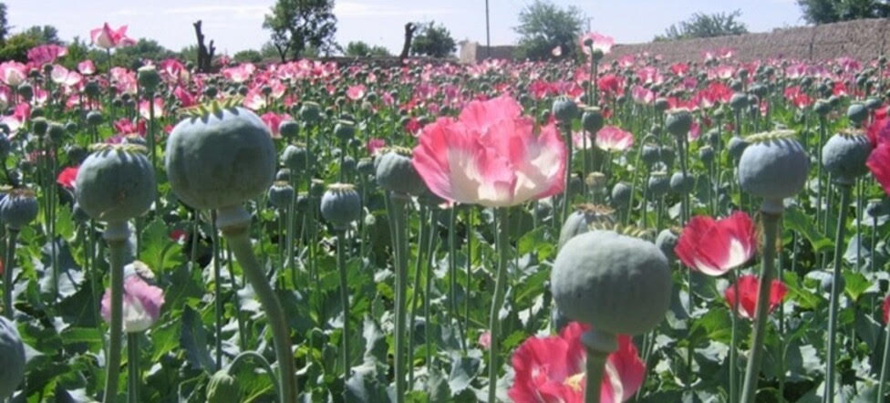 La prohibición del opio en Afganistán dispara los precios 2 Opio