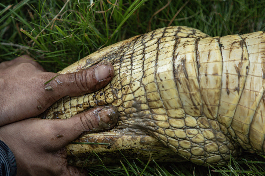 Cocodrilo rescatado