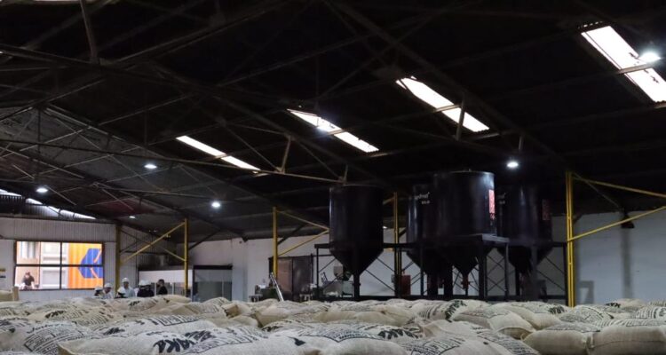 Exportación en ascenso: 95 toneladas de café verde venezolano llegan al mercado de EE. UU. 1 WhatsApp Image 2025 07 29 at 11.30.05 AM 1