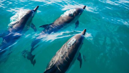 Ballenas y delfines