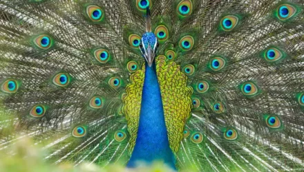 pavo real