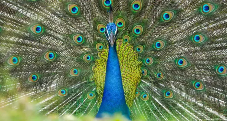 pavo real