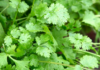 cilantro