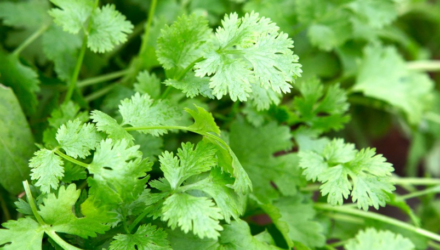 cilantro