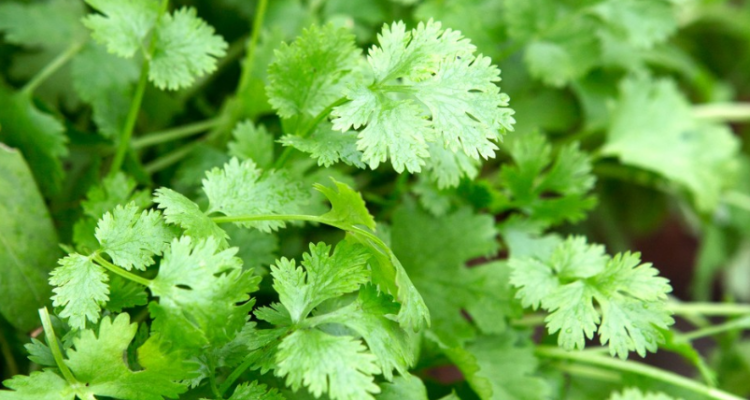 El cilantro: beneficios, propiedades antiinflamatorias y un ansiolítico natural 1 cilantro