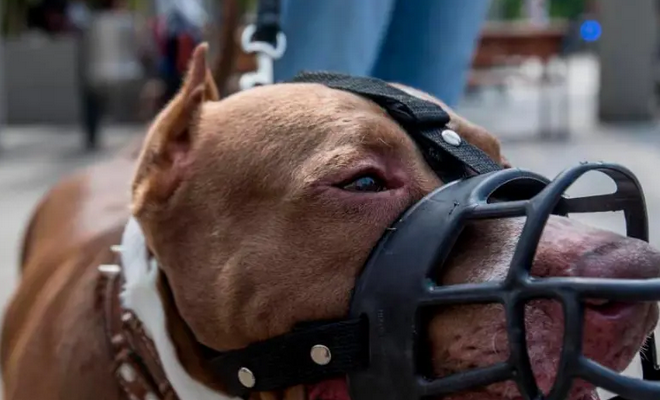 Un hombre murió tras ataque de un pitbull en plena controversia por los perros callejeros en la India por los perros callejeros 1 Pitbull