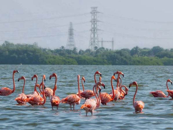 Planetario Simón Bolívar: Una joya turística con casi cuatro décadas ubicada en el municipio Mara 10 Laguna de las Peonias Maracaibo Fotogenica