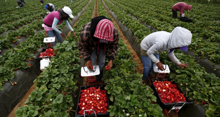 Trump reconoció dificultad para reemplazar a trabajadores migrantes y anunció medidas 1 Trump
