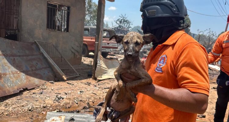 Rescate animal