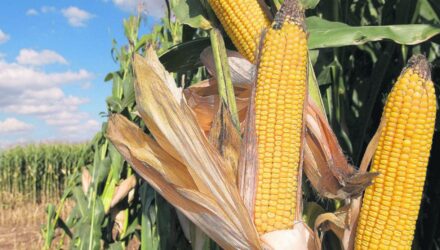 Fedeagro
