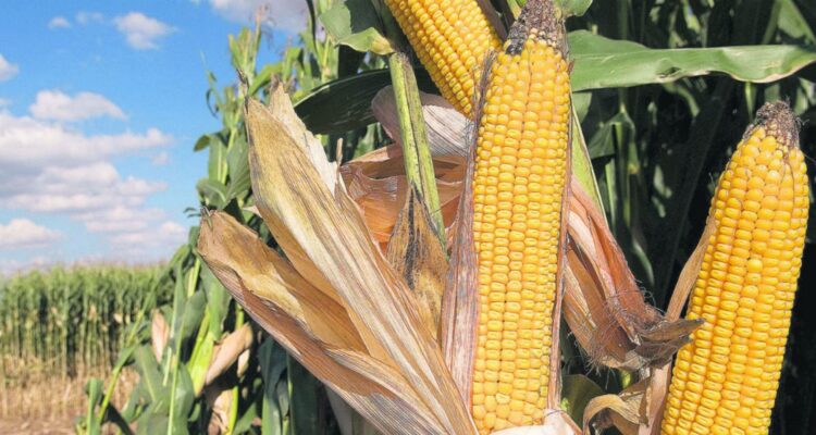Fedeagro: Cosecha de maíz solo cubrirá cinco meses de abastecimiento del mercado nacional 1 Fedeagro