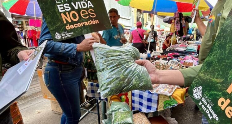 Gobierno Nacional ratificó prohibición de venta de musgo 1 Musgo