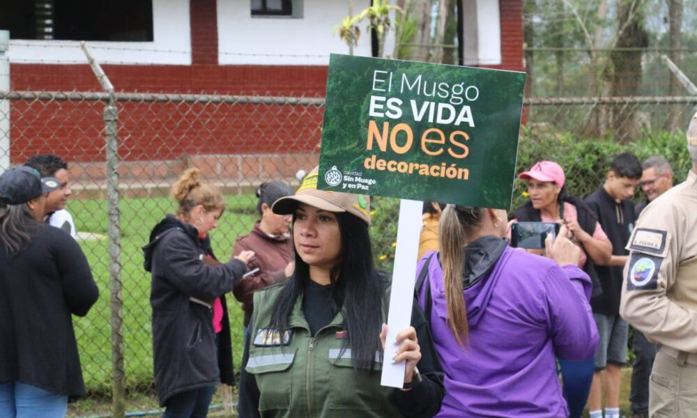 Comenzaron campaña para evitar la extracción y comercialización del musgo para pesebres en Venezuela 2 Musgo