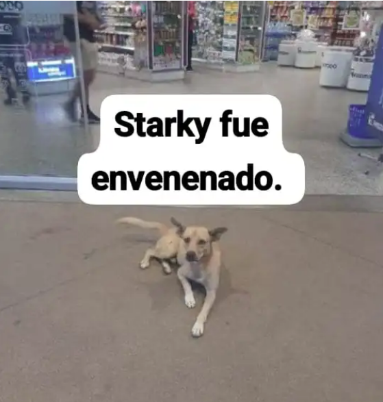 Investigan presunto envenenamiento de perros comunitarios en Lagunillas 2 Perrito envenenado
