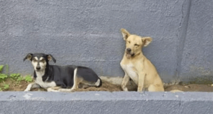 Investigan presunto envenenamiento de perros comunitarios en Lagunillas 1 Envenenamiento