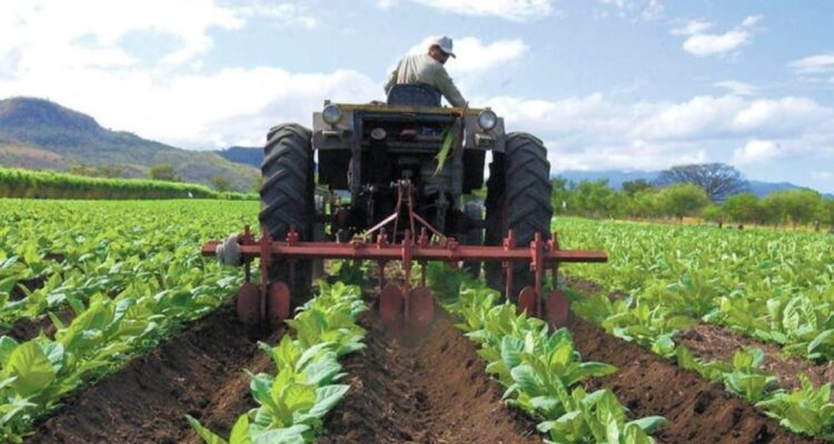 Agrícola. PIB