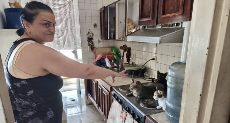 gatos