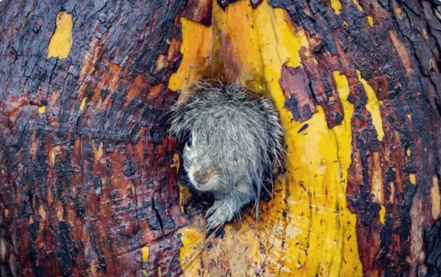 Premios Nikon de la vida silvestre: las fotos de animales más divertidas de 2025 1 Premios1
