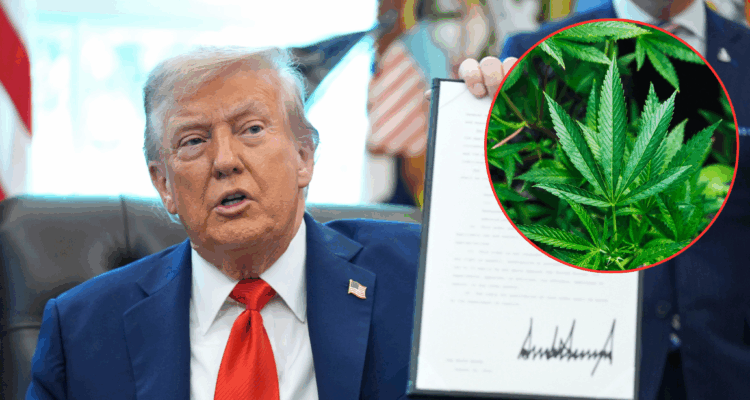 Trump firmó orden para reclasificar la marihuana como droga menos peligrosa 1 Trump
