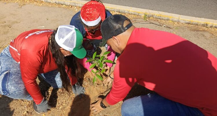 Alcaldía de Maracaibo realizó arborización en prolongación Circunvalación 2 1 Alcaldía