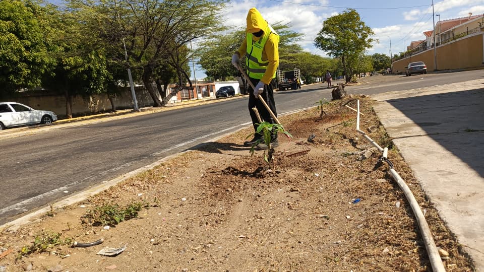 Alcaldía de Maracaibo realizó arborización en prolongación Circunvalación 2 4 WhatsApp Image 2025 12 16 at 10.28.35 AM
