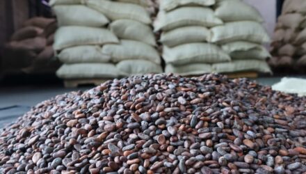 Cacao