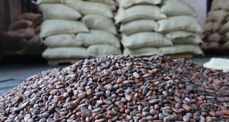 Cacao