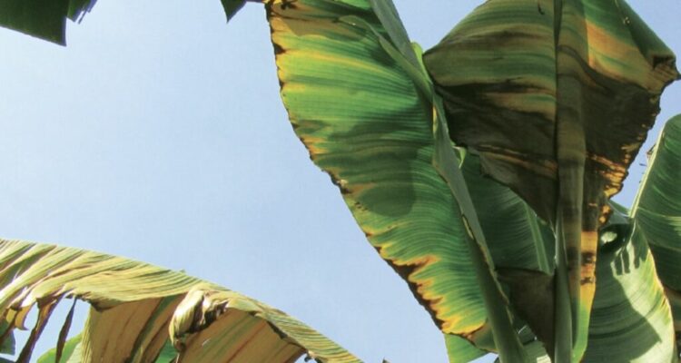 Ecuador activó emergencia fitosanitaria tras encontrar hongo letal en una finca de banano 1 Ecuador