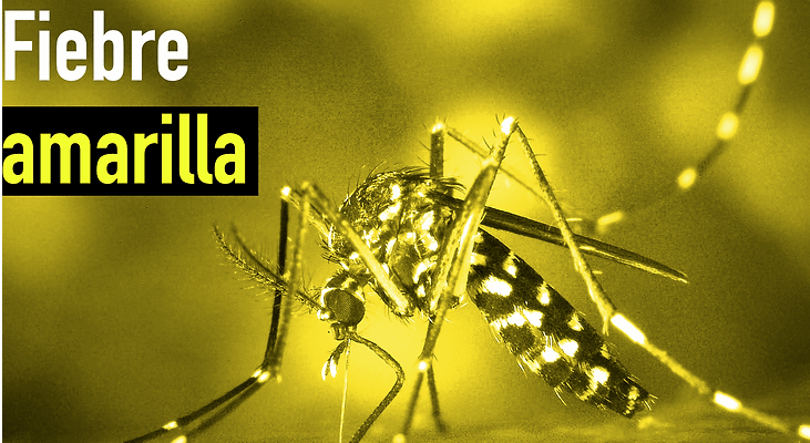 Fiebre amarilla es endémica en el 70% del territorio venezolano 1 fiebre amarilla
