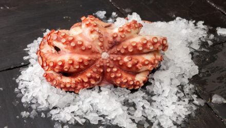 Pulpo