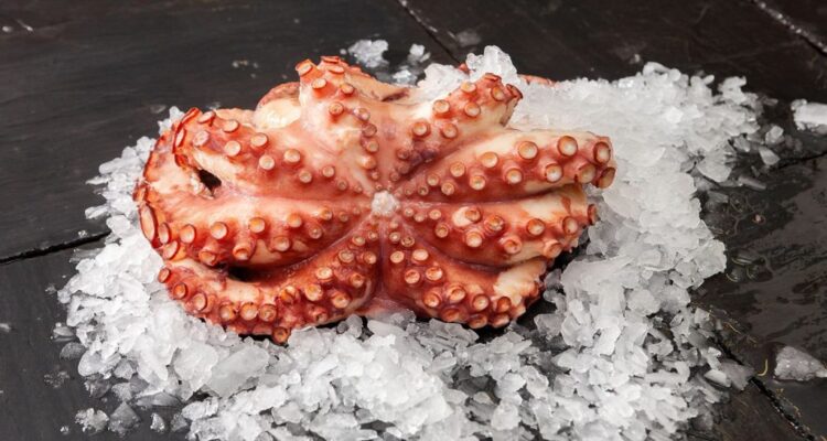 Venezuela exportó 5 contenedores con 112 toneladas de pulpo a Europa en enero 1 Pulpo