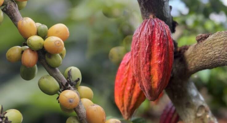 Fedeagro confía en que productores de café y cacao cumplirán normas contra la deforestación 1 Café