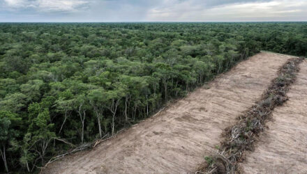 Bosque