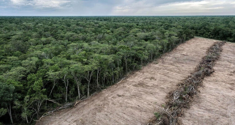 Bosque