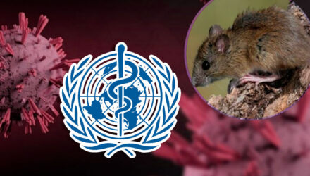 Hatanvirus