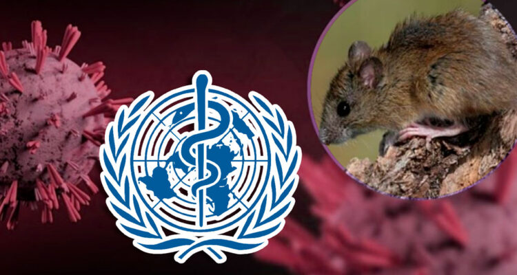 OMS no descarta que se vean nuevos casos de hantavirus en próximos días o la próxima semana 1 Hatanvirus