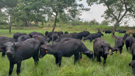 Búfalo