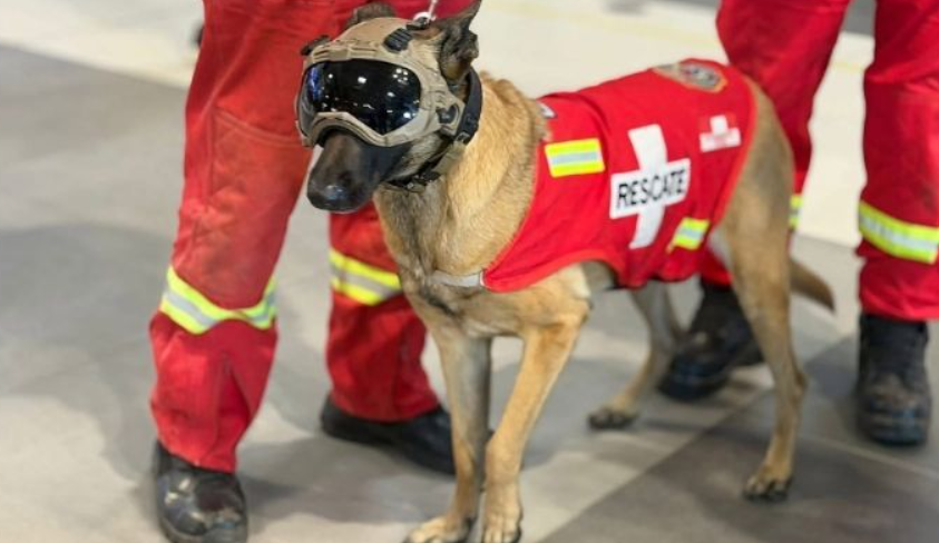 Los perros están dando la talla en las zonas de desastre 4 Captura de pantalla 2026 06 29 122900