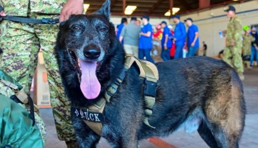 Los perros están dando la talla en las zonas de desastre 5 Captura de pantalla 2026 06 29 123521