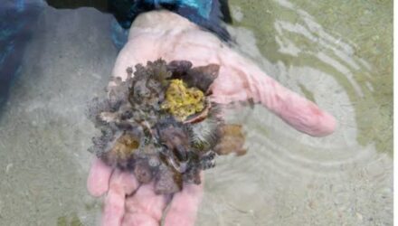 Venezuela y FAO activan plan para frenar avance de coral invasor que afecta al mar Caribe 2 Coral