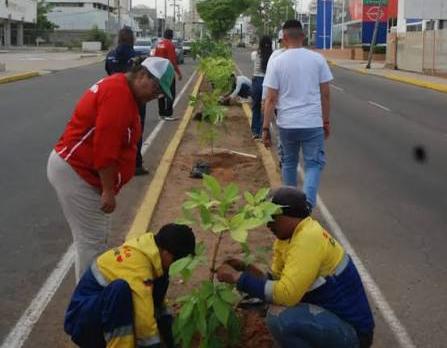 Maracaibo impulsa una nueva ordenanza para fortalecer la arborización urbana con enfoque ambiental 3 PHOTO 2026 06 23 17 40 11