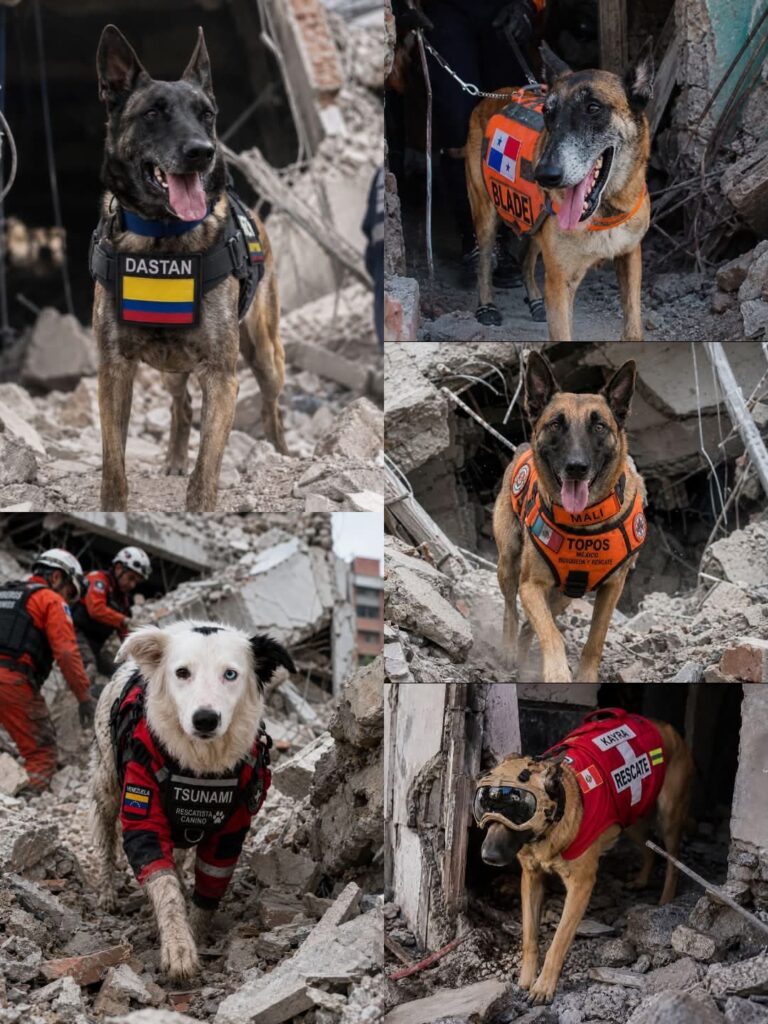 Los perros están dando la talla en las zonas de desastre 2 Perros rescatistas