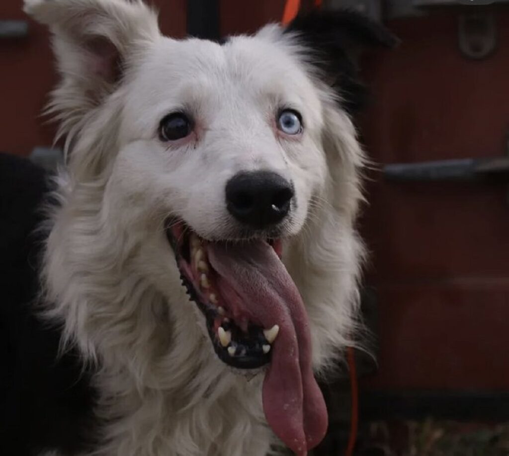 Los perros están dando la talla en las zonas de desastre 3 Tsunami perro rescatista 1