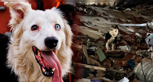 Perros