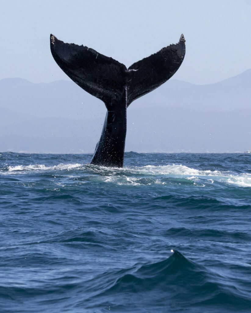 Día Mundial de las Ballenas y los Delfines: Hay que reforzar la protección de los mamíferos marinos 2 5116374543369964652