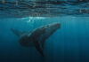Día Mundial de las Ballenas y los Delfines: ONG piden reforzar la protección de los mamíferos marinos 7 Ballena