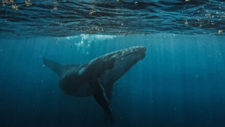 Día Mundial de las Ballenas y los Delfines: ONG piden reforzar la protección de los mamíferos marinos 2 Ballena